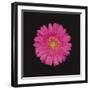 Shocking Pink - Bloom-Diane Lucas-Framed Giclee Print