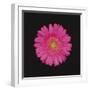 Shocking Pink - Bloom-Diane Lucas-Framed Giclee Print