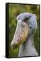 Shoebill Bird Portrait, Entebbe, Uganda Wildlife Education Centre, Uganda, Africa-Martin Zwick-Framed Stretched Canvas