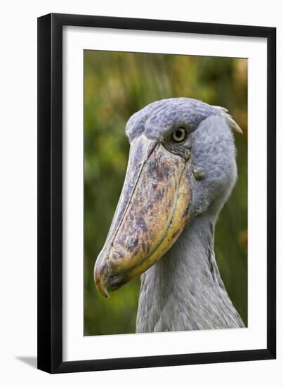 Shoebill Bird Portrait, Entebbe, Uganda Wildlife Education Centre, Uganda, Africa-Martin Zwick-Framed Photographic Print