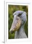 Shoebill Bird Portrait, Entebbe, Uganda Wildlife Education Centre, Uganda, Africa-Martin Zwick-Framed Photographic Print