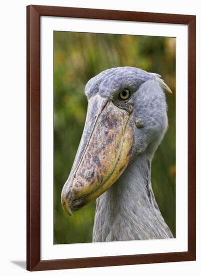 Shoebill Bird Portrait, Entebbe, Uganda Wildlife Education Centre, Uganda, Africa-Martin Zwick-Framed Photographic Print