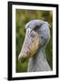 Shoebill Bird Portrait, Entebbe, Uganda Wildlife Education Centre, Uganda, Africa-Martin Zwick-Framed Photographic Print