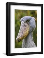 Shoebill Bird Portrait, Entebbe, Uganda Wildlife Education Centre, Uganda, Africa-Martin Zwick-Framed Photographic Print