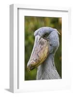 Shoebill Bird Portrait, Entebbe, Uganda Wildlife Education Centre, Uganda, Africa-Martin Zwick-Framed Photographic Print