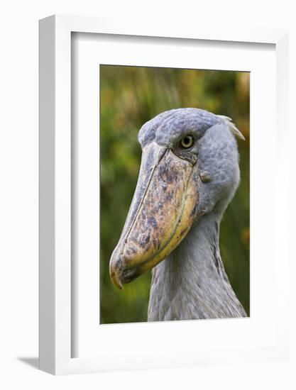 Shoebill Bird Portrait, Entebbe, Uganda Wildlife Education Centre, Uganda, Africa-Martin Zwick-Framed Photographic Print