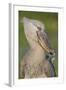 Shoebill Profile-Staffan Widstrand-Framed Giclee Print