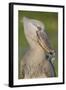 Shoebill Profile-Staffan Widstrand-Framed Giclee Print