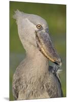 Shoebill Profile-Staffan Widstrand-Mounted Giclee Print