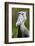 Shoebill stork (Balaeniceps rex) portrait. Swamps of Mabamba, Lake Victoria, Uganda-Eric Baccega-Framed Photographic Print