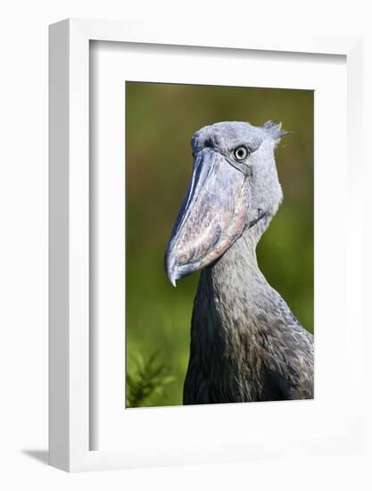 Shoebill stork (Balaeniceps rex) portrait. Swamps of Mabamba, Lake Victoria, Uganda-Eric Baccega-Framed Photographic Print