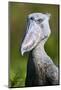 Shoebill stork (Balaeniceps rex) portrait. Swamps of Mabamba, Lake Victoria, Uganda-Eric Baccega-Mounted Photographic Print