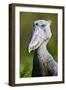 Shoebill stork (Balaeniceps rex) portrait. Swamps of Mabamba, Lake Victoria, Uganda-Eric Baccega-Framed Photographic Print