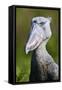 Shoebill stork (Balaeniceps rex) portrait. Swamps of Mabamba, Lake Victoria, Uganda-Eric Baccega-Framed Stretched Canvas