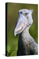 Shoebill stork (Balaeniceps rex) portrait. Swamps of Mabamba, Lake Victoria, Uganda-Eric Baccega-Stretched Canvas