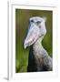 Shoebill stork (Balaeniceps rex) portrait. Swamps of Mabamba, Lake Victoria, Uganda-Eric Baccega-Framed Photographic Print