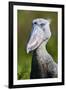 Shoebill stork (Balaeniceps rex) portrait. Swamps of Mabamba, Lake Victoria, Uganda-Eric Baccega-Framed Photographic Print