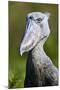 Shoebill stork (Balaeniceps rex) portrait. Swamps of Mabamba, Lake Victoria, Uganda-Eric Baccega-Mounted Photographic Print