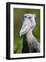 Shoebill stork (Balaeniceps rex) portrait. Swamps of Mabamba, Lake Victoria, Uganda-Eric Baccega-Framed Premium Photographic Print