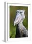Shoebill stork (Balaeniceps rex) portrait. Swamps of Mabamba, Lake Victoria, Uganda-Eric Baccega-Framed Premium Photographic Print