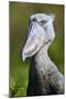 Shoebill stork (Balaeniceps rex) portrait. Swamps of Mabamba, Lake Victoria, Uganda-Eric Baccega-Mounted Premium Photographic Print