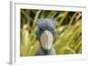 Shoebill - Whale Headed Stork (Balaeniceps Rex) Head Portrait, Captive-Edwin Giesbers-Framed Photographic Print