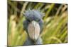 Shoebill - Whale Headed Stork (Balaeniceps Rex) Head Portrait, Captive-Edwin Giesbers-Mounted Photographic Print