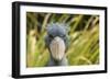 Shoebill - Whale Headed Stork (Balaeniceps Rex) Head Portrait, Captive-Edwin Giesbers-Framed Photographic Print