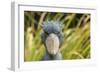 Shoebill - Whale Headed Stork (Balaeniceps Rex) Head Portrait, Captive-Edwin Giesbers-Framed Photographic Print