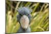 Shoebill - Whale Headed Stork (Balaeniceps Rex) Head Portrait, Captive-Edwin Giesbers-Mounted Photographic Print