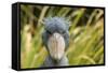 Shoebill - Whale Headed Stork (Balaeniceps Rex) Head Portrait, Captive-Edwin Giesbers-Framed Stretched Canvas