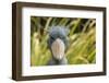Shoebill - Whale Headed Stork (Balaeniceps Rex) Head Portrait, Captive-Edwin Giesbers-Framed Photographic Print