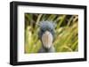 Shoebill - Whale Headed Stork (Balaeniceps Rex) Head Portrait, Captive-Edwin Giesbers-Framed Photographic Print