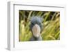 Shoebill - Whale Headed Stork (Balaeniceps Rex) Head Portrait, Captive-Edwin Giesbers-Framed Photographic Print