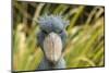 Shoebill - Whale Headed Stork (Balaeniceps Rex) Head Portrait, Captive-Edwin Giesbers-Mounted Photographic Print