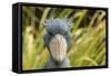 Shoebill - Whale Headed Stork (Balaeniceps Rex) Head Portrait, Captive-Edwin Giesbers-Framed Stretched Canvas