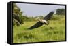 Shoebill-null-Framed Stretched Canvas