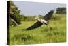 Shoebill-null-Stretched Canvas