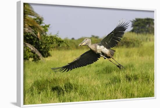 Shoebill-null-Framed Photographic Print