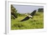 Shoebill-null-Framed Photographic Print