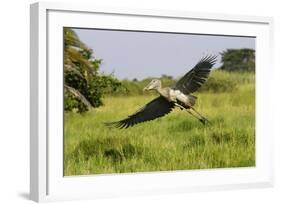 Shoebill-null-Framed Photographic Print