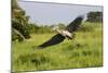 Shoebill-null-Mounted Photographic Print