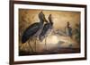 Shoebilled Stork, 1861-Joseph Wolf-Framed Premium Giclee Print