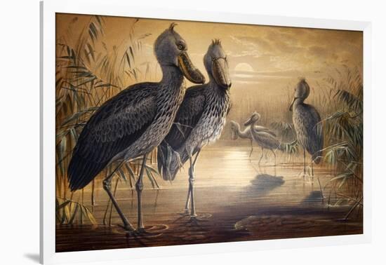 Shoebilled Stork, 1861-Joseph Wolf-Framed Giclee Print