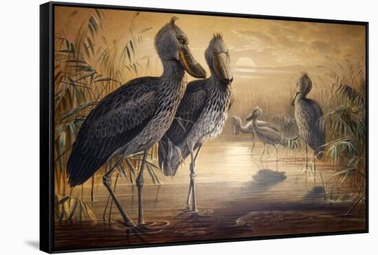 Shoebilled Stork, 1861-Joseph Wolf-Framed Stretched Canvas