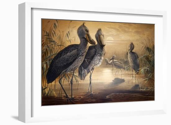 Shoebilled Stork, 1861-Joseph Wolf-Framed Giclee Print