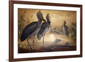 Shoebilled Stork, 1861-Joseph Wolf-Framed Giclee Print