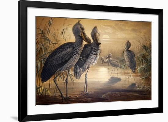 Shoebilled Stork, 1861-Joseph Wolf-Framed Giclee Print