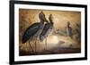 Shoebilled Stork, 1861-Joseph Wolf-Framed Giclee Print