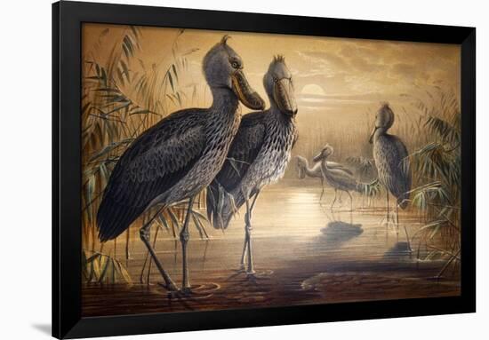 Shoebilled Stork, 1861-Joseph Wolf-Framed Giclee Print